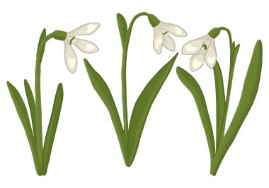 Bahar zamanı çiçek koleksiyonu. Bir dizi kardelen karalaması. Çizgi film vektör çizimi beyaz üzerine izole edildi.