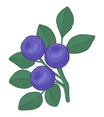 Yaban mersini dalı tırmanışı. Bahar yenilebilir hasat. Çizgi film vektörü botanik çizimi beyaza izole edildi.