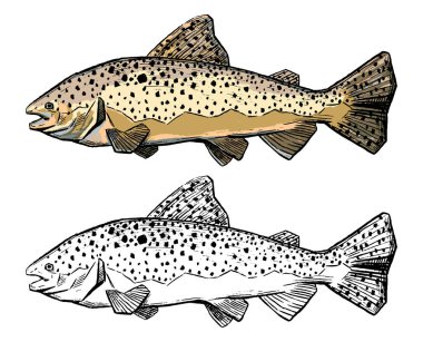 Gerçekçi bir alabalık çizimi. Klasik tarzda elle çizilmiş vektör çizimi. Beyaz üzerine izole edilmiş kontür ve renk elementleri kümesi. Balıkçılık tasarımı, dekor, baskı, çıkartma, poster, tişört.