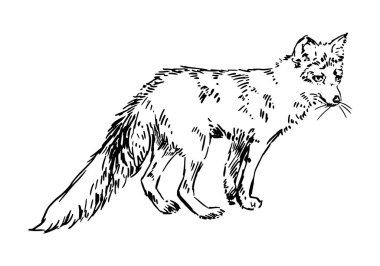 Fox 'un gerçekçi çizimi. Vahşi orman hayvanı karalaması. El çizimi vektör çizimi. Tek çizim beyaza izole edilmiş. Tasarım ve dekor için element..