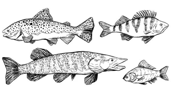 Trout, Perch, Pike, Crucian koleksiyonu beyaza izole edilmiş. El çizimi vektör çizimi. Nehir balığının gerçekçi mürekkep çizimleri. Tasarım, baskı, kart, poster için özet klasik grafik ögeleri.