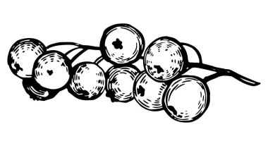 Beyaz frenk üzümü dalı kesilir. Yenebilir yaz hasadı. El çizimi vektör botanik çizimi. Beyaz arkaplanda Retro oyma biçimi çizimi izole edildi.