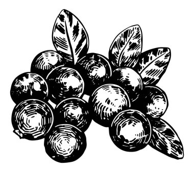 Yabanmersini tırmanışı. Yenebilir yaz hasadı. El çizimi vektör botanik çizimi. Beyaz arkaplanda Retro oyma biçimi çizimi izole edildi.