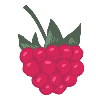 Ahududu kırpma sanatı. Yenebilir yaz hasadı. Çizgi film vektör botanik çizimi beyaz arkaplanda izole edildi.