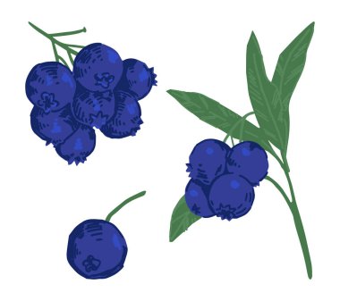 Yabanmersini dalları kırpma seti. Yenebilir yaz hasadı. Çizgi film vektör botanik çizimi beyaz arkaplanda izole edildi.