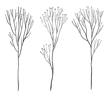 Klasik koleksiyon el çizimi vektör çizimi. Bir dizi çizim vahşi bitkiler. Bebek nefesi bitkisi. Siyah çizgili grafikler beyaza izole edilmiş. Tasarım için soyut botanik dekoratif elementler