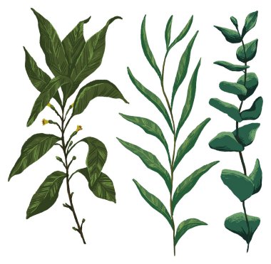 Yapraklı dallar el çizimi vektör çizimi seti. Gerçekçi botanik eskizler koleksiyonu. Renkli vintage çizimler beyaza izole edilmiş. Tasarım, baskı, dekorasyon, kart, çıkartma için yumuşak öge