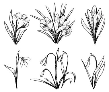 Bahar bitkileri koleksiyonu. Timsah seti, kardelen. Beyaza izole edilmiş klasik botanik çizimler. El çizimi vektör çizimi. Tasarım için özet öğeler.