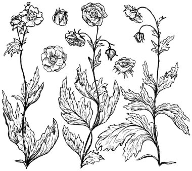 El çizimi vektör çizimi. Geum Rivale bitkilerinin koleksiyonu. Bir demet yabani çiçek. Beyaza izole edilmiş botanik gerçekçi mürekkep çizimleri. Tasarım, baskı, poster, kartpostal, çıkartma için özet ögeleri