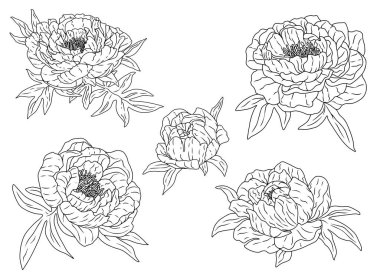 Çizgili şakayık koleksiyonu. Güzel, nazik çiçek çizimi. El çizimi vektör illüstrasyonu. Siyah mürekkep botanik çizimleri izole edilmiş. Tasarım için elementler, dekorasyon, kartlar, yazdırma, çıkartma.