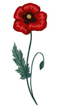 Gelincik çiçeği, tarla bitkisi. Renkli kır çiçeği çizimi. El çizimi vektör çizimi. Botanik klipsi beyaza izole edildi. Tasarım, kart, baskı, dekor, tipografi, çıkartma için yumuşak tek öge.