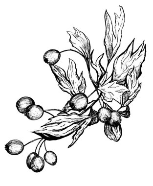 Klasik çizim. Böğürtlenli gül ağacı dalı. Grafik vektör çizimi. İzole edilmiş ana hatlı resim. Botanik mürekkep çizimi. Poster, baskı, kartpostal, tişört vesaire için el çizimi tasarım ögesi.