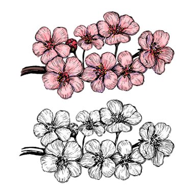 Sakura 'nın çiçek açan dalı. El çizimi vektör çizimi. Beyaz üzerine izole edilmiş kontür ve renk çizimleri. Klasik, oyma tarzı. Botanik çizimi. Tasarım, kart, baskı, poster gibi unsurlar