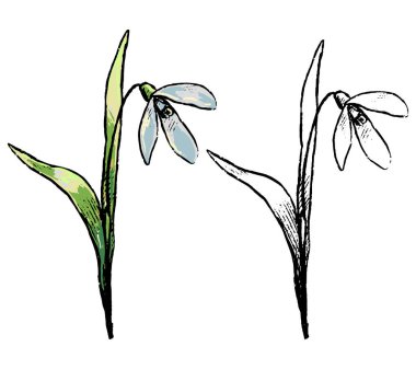 Galanthus, kar damlası, ilkbahar yabani çiçeği. El çizimi vektör çizimi. Saha bitkisinin botanik çizimi. Renkli ve ana hatları beyaz üzerine izole edilmiş. Tasarım, kart, baskı, dekor için vintage ögesi.