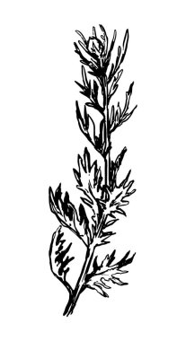 Yabani bitki retro mürekkep eskizi ot. Bitkinin el çizimi vektör çizimi. Beyaz arkaplanda botanik klipsi izole edildi.