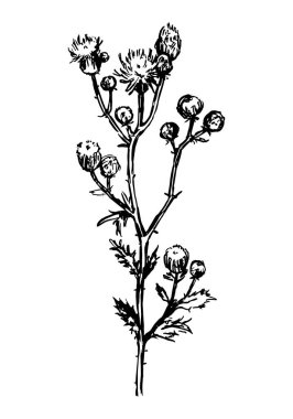 Vahşi bitki devedikeni eskimiş ot müsveddesi. Bitkinin el çizimi vektör çizimi. Beyaz arkaplanda botanik klipsi izole edildi.