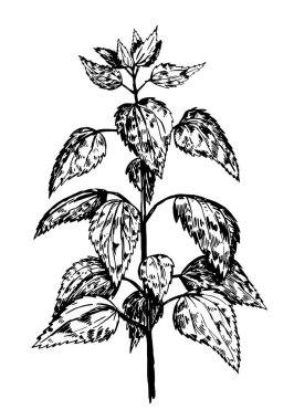 Vahşi bitki ısırgan otu retro mürekkep eskizi. Yapraklı tıbbi bitki. Bitkilerin el çizimi vektör çizimi. Beyaz arkaplanda botanik klipsi izole edildi.