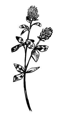 Yonca çiçeği yabani bitki retro mürekkep eskizi. Tarla bitkisinin el çizimi vektör çizimi. Beyaz arkaplanda botanik klipsi izole edildi.