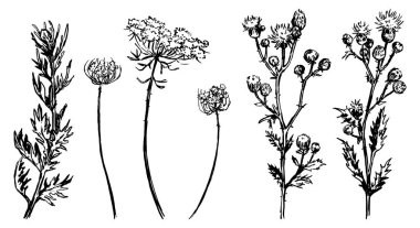 Vahşi bitki koleksiyonu. Eskimiş mürekkep çizimleri, otlar, devedikeni. El çizimi vektör illüstrasyonu. Beyaz arkaplanda izole edilmiş botanik zirveleri.
