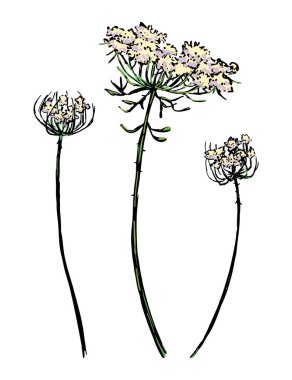 Vahşi bitki koleksiyonu. Meadow Weeds 'in eski mürekkep çizimleri. El çizimi vektör illüstrasyonu. Beyaz arkaplanda izole edilmiş botanik zirveleri.