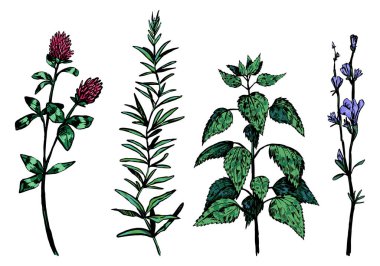 Vahşi bitki koleksiyonu. Eskimiş mürekkep çizimleri yabani otlar, ısırgan otu, yonca, hindiba çiçeği. El çizimi vektör illüstrasyonu. Beyaz arkaplanda izole edilmiş renkli botanik zirveleri.
