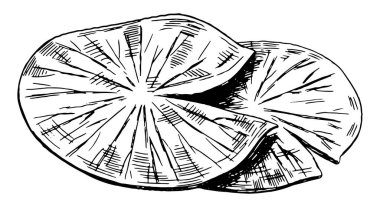 Nilüfer çiçeğinin göldeki çizimi, yaprak pedleri. Lotus oymacılık tarzında ayrılır. Botanik vektör çizimi beyaza izole edildi.