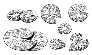 Göletteki nilüfer çiçekleri koleksiyonu, yaprak pedleri. Nilüfer yaprakları eskiz tarzında. Botanik vektör çizimi beyaza izole edildi.