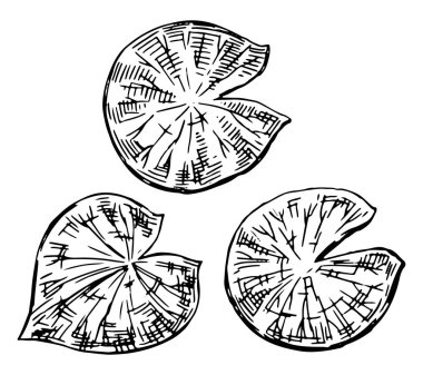 Göletteki nilüferlerin ana hatları, yaprak pedleri. Nilüfer yaprakları eskiz tarzında. Botanik vektör çizimi beyaza izole edildi.