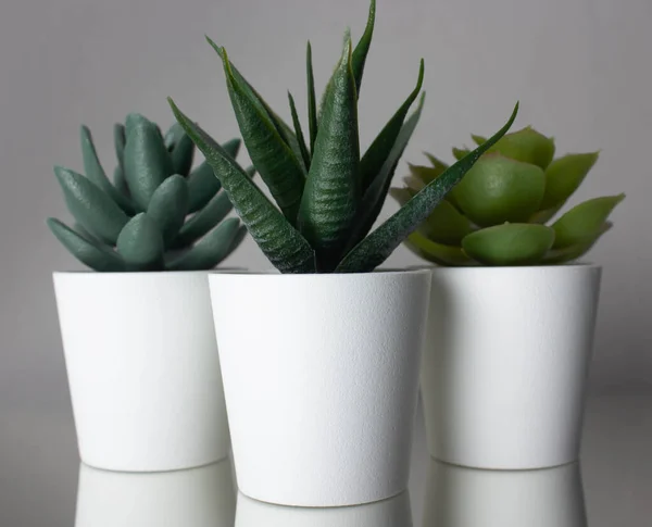 SET OF WHITE MINI POTS WITH GREEN PLANTS