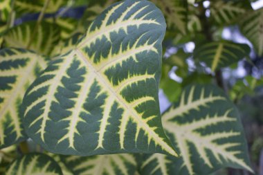 Closeup of Erythrina variegata leaf unveils a fascinating blend of natural intricacy and botanical allure. This leaf, belonging to the Coral Tree family, exhibits a distinct and captivating appearance upon closer examination. clipart