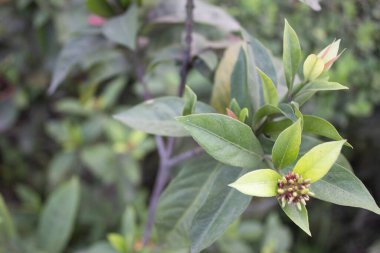 Ixora chinensis, genellikle Çin ixora 'sı olarak bilinir, çiçek açan büyüleyici bir çalılıktır, küçük yıldız şeklindeki çiçek kümeleriyle kutlanır ve tam çiçeklenme anında göz kamaştırıcı bir görüntü yaratır.. 