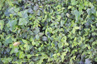 Melochia nodiflora yaprakları bir araya getirildiğinde doğanın zarif sanatını somutlaştıran bir topluluk oluştururlar. Sapları sırayla dizilmiş bu yapraklar, yumurtalıktan mızrağa kadar değişen çeşitli şekillere sahiptir..