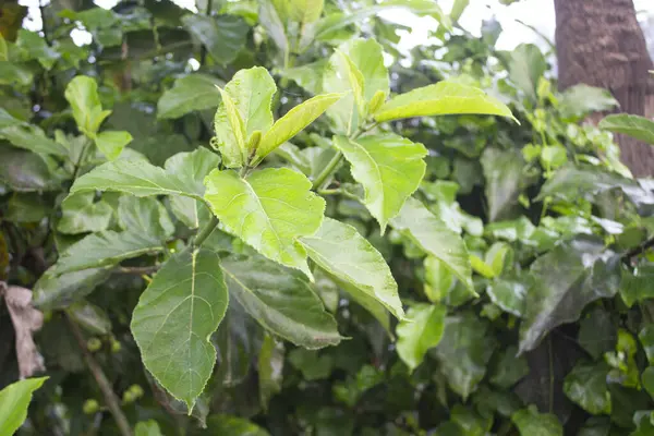 Ficus hispida, Kıllı İncir ya da Kıllı İncir olarak da bilinir, iş yeni yapraklara geldiğinde büyüleyici bir süreç sergiler. Bu tropikal bitkinin taze yapraklarının ortaya çıkışı büyüleyici bir manzara, doğanın karmaşık güzelliğini ortaya çıkarıyor..