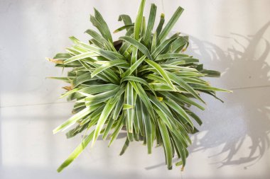 Klorophytum laxum (Klorophytum laxum olarak da bilinir), çarpıcı görünüşü ve bakım kolaylığı ile sevilen popüler ve esnek bir bitki türü. Bu çok yönlü bitki evdeki bahçıvanlar arasında favoridir..