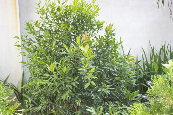 Genel olarak Rose Apple olarak bilinen Syzygium rehderianum, gür ve canlı görünümleriyle büyüleyen bir demet yaprak sergiler. Bu tropikal yeşil bitkinin yaprakları parlak renkleriyle karakterize edilir..