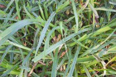 Cenchrus Clandestinus, yaygın olarak buffelgrass olarak bilinir, kendisini çiy damlalarının narin mücevherleriyle süsler, doğanın en küçük karmaşıklığının güzelliğini kutlayan nefes kesici bir sahne yaratır..