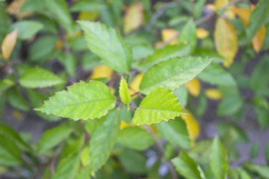 Hibiscus rosa-sinensis yapraklarının yakın plan görüntüsü, yumuşak bir bulanık doğal arkaplan üzerine kurulmuş, büyüleyici botanik zarafeti ve canlı renkleri gözler önüne seriyor, bu tropikal bitkinin karmaşık güzelliğini gözler önüne seriyor..