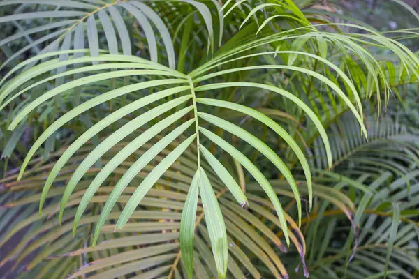 Dypsis lutescens yapraklarının yakın çekim görüntüsü, aynı zamanda Areca palmiyesi veya kelebek palmiyesi olarak da bilinir, bu zarif bitkinin kendine özgü özelliklerini gözler önüne sererek, tropikal zarafetin ve botanik karmaşıklığın büyüleyici bir gösterisini ortaya koyar..