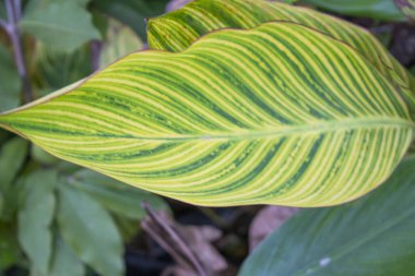 Canna Hibrida Rodigas yaprağına yakın çekim, bulanık doğal bir şekilde doğal sanatın dokusunu gözler önüne seriyor..