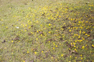 Üniversite kampüsündeki bahçeye düşen çiçek yaprakları düşen çiçek yapraklarının tuhaf dansını taşıyor ve doğal zarafetin resimsel bir sahnesini oluşturuyor.. 