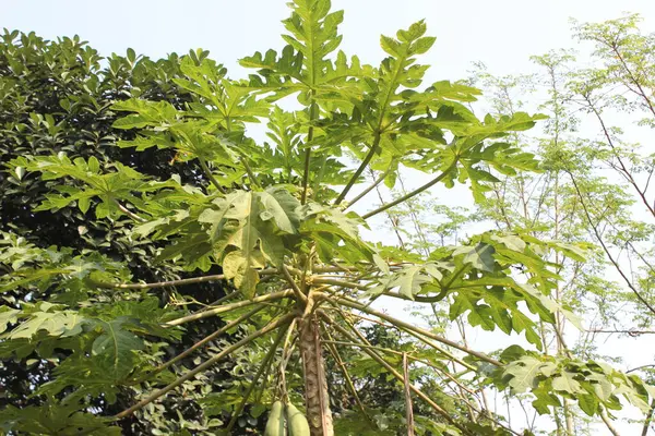 Bulanık arkaplanı olan güzel papaya bitkisi, resim gibi ve canlı bir sahne sunar. Bu resimde, papaya bitkisi doğanın zarafetinin ve cömertliğinin bir kanıtı olarak duruyor..