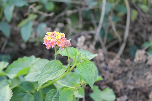 Lantana Camara çiçeklerine yakın çekim. Bulanık doğal bir şekilde. Canlı ve büyüleyici görüntülerini sergiliyorlar. Her çiçek, büyüleyici bir renk mozaiği oluşturan küçük, tüp şeklinde çiçeklerle övünür.. 