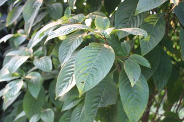 Mussaenda frondosa yapraklarının yakından bakınca doğal karmaşıklığın ve güzelliğin enfes bir göstergesi..