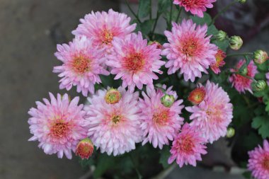 Pembe kasımpatı morfolium çiçekleri çiçek açıyor, doğanın tuvalini narin ve büyüleyici bir paletle boyuyor..