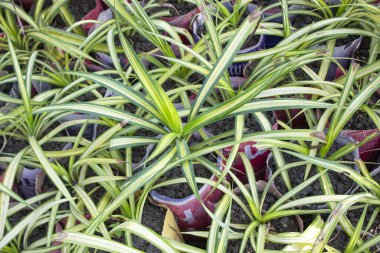 Pandanus tectorius Parkinson bitkisine yakın çekim, tropikal zarafet ve botanik dehasının büyüleyici bir duvar halısı.