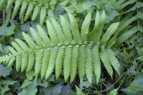 Fern Christella Dentata 'nın yakından bakınca botanik detaylarının büyüleyici bir duvar halısı ortaya çıkıyor.. 