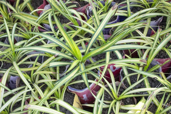 Pandanus tectorius Parkinson bitkisine yakın çekim, tropikal zarafet ve botanik dehasının büyüleyici bir duvar halısı.