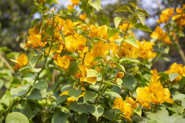 Güzel Baugainvillea çiçekleri doğal bir arka plana sahip nefes kesici bir sahne güzel Bougainvillea çiçekleri rengarenk bir şamatayla dalgalanırken, titreşimleri yemyeşil ve yemyeşil bir doğal ortama karşı büyüleyicidir..