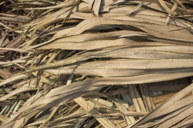 Kurumuş palmiye yaprağının kapanması zamanın ve elementlerin yol açtığı karmaşık güzelliği gözler önüne seriyor.. 