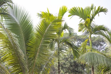 ArchontophoPhoenix Alexandrae bitkisinin yakın çekimi, bir botanik başyapıtına dönüşüyor. Avustralya 'ya özgü bu görkemli palmiye türü zarif tavrı ve karmaşık özellikleriyle büyüleyicidir..